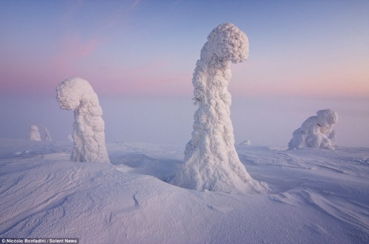 Ice Worms, Finnish Lapland, Arctic.